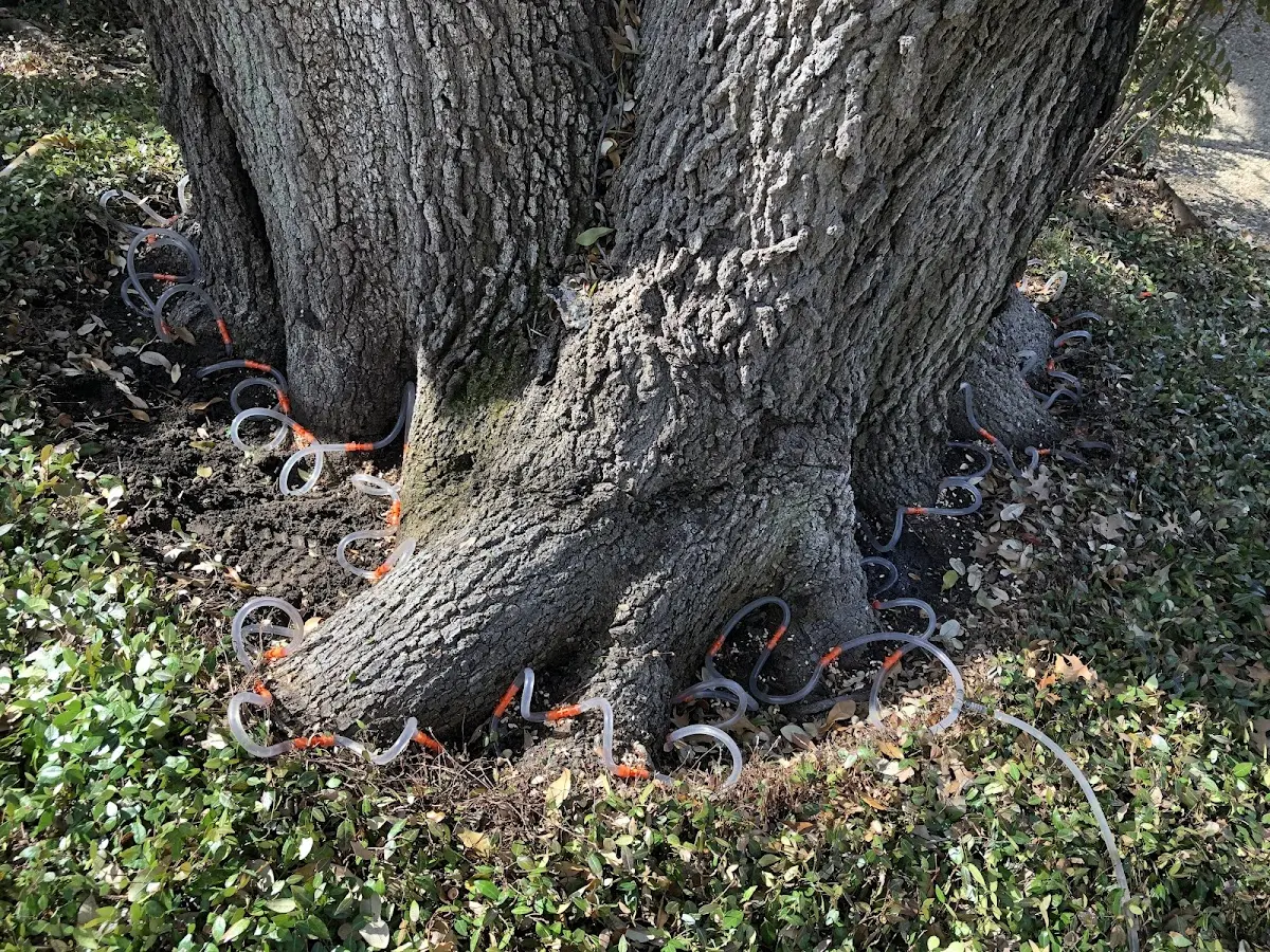 Detailed Tree Cabling and Bracing job site in Hoquiam